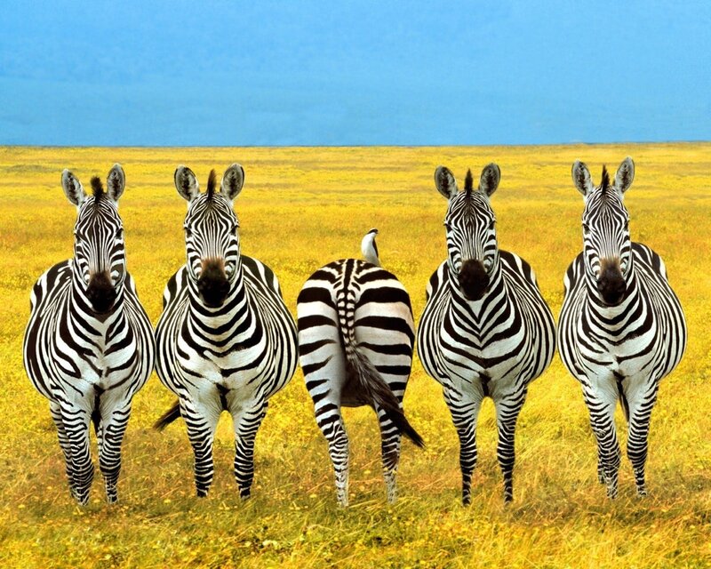Zebras in a Field — Yellow, Calm, Afternoon, Photograph
