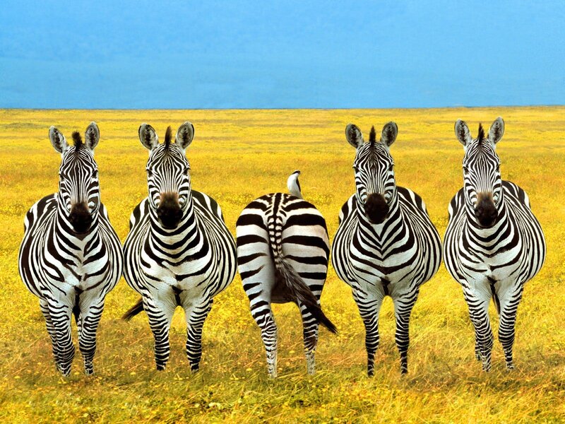 Zebras in a Field — Yellow, Calm, Afternoon