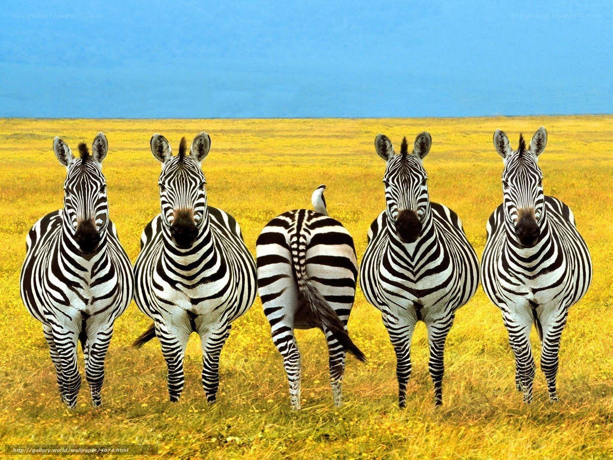 Zebras in a field