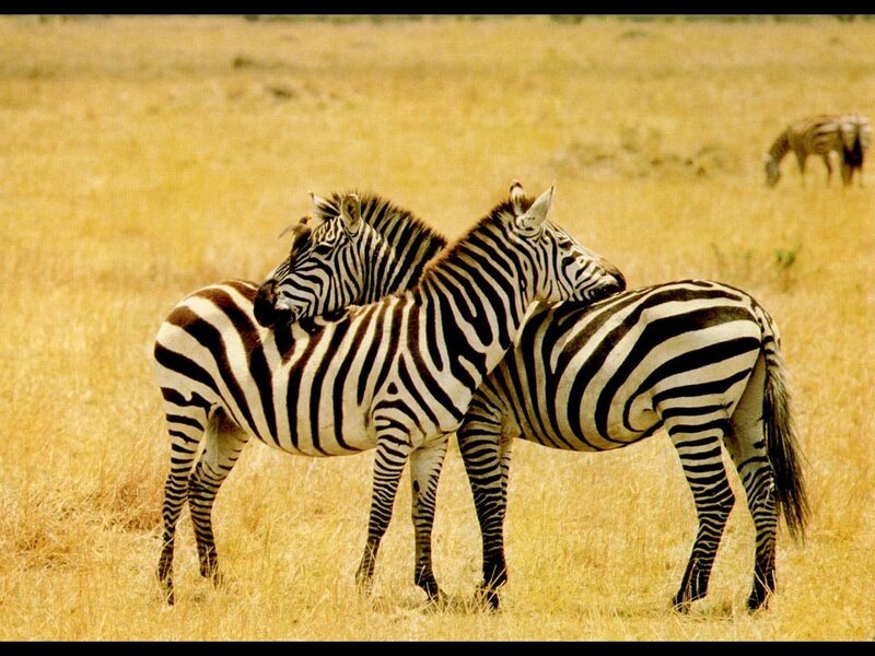Zebras in a grassy field