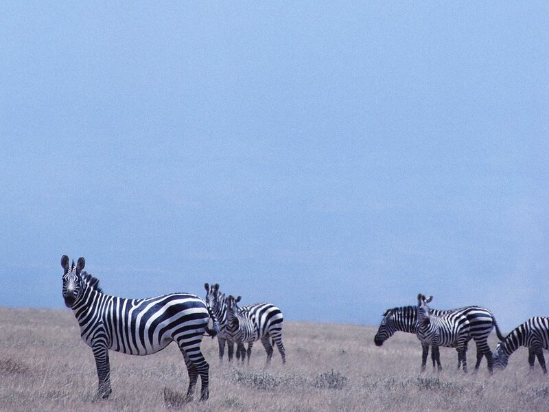 zebras in a grassy field