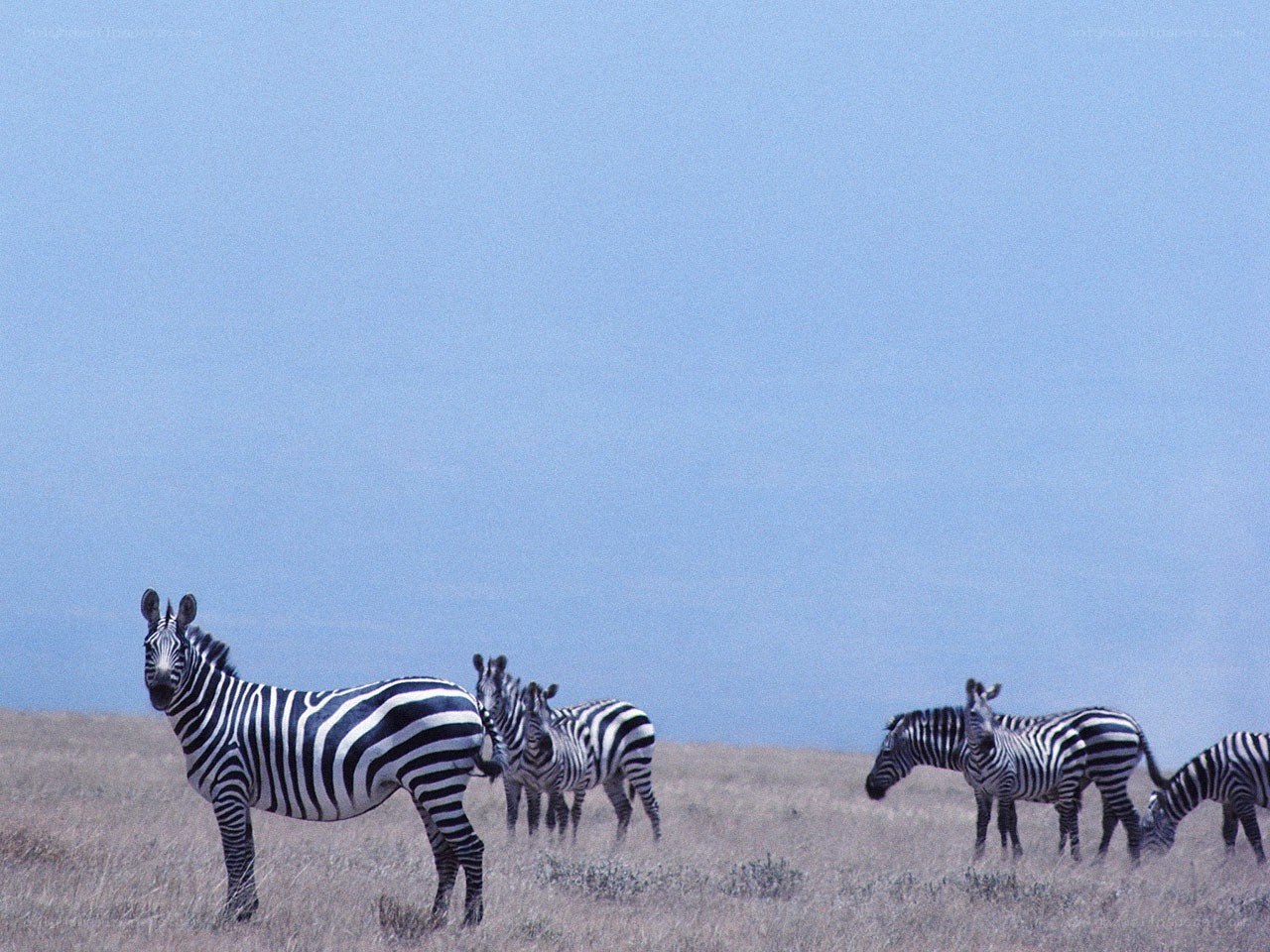 zebras in a grassy field