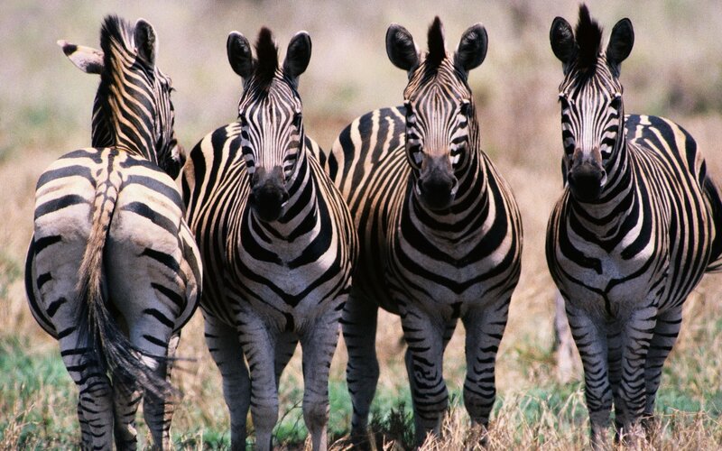 zebras in a grassy field