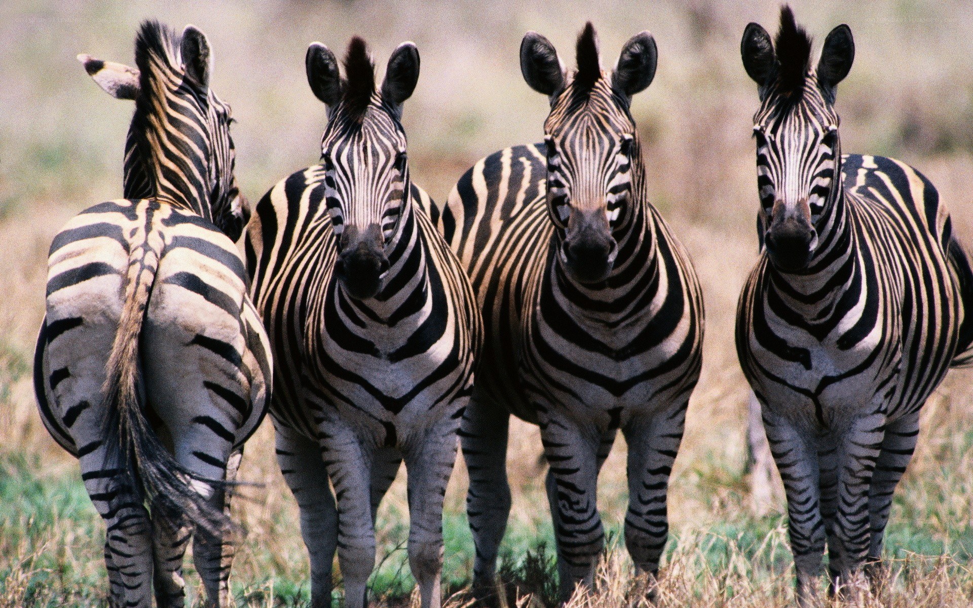 zebras in a grassy field