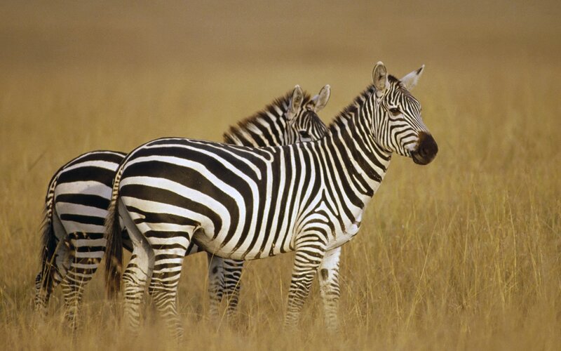 Zebras in a grassy field