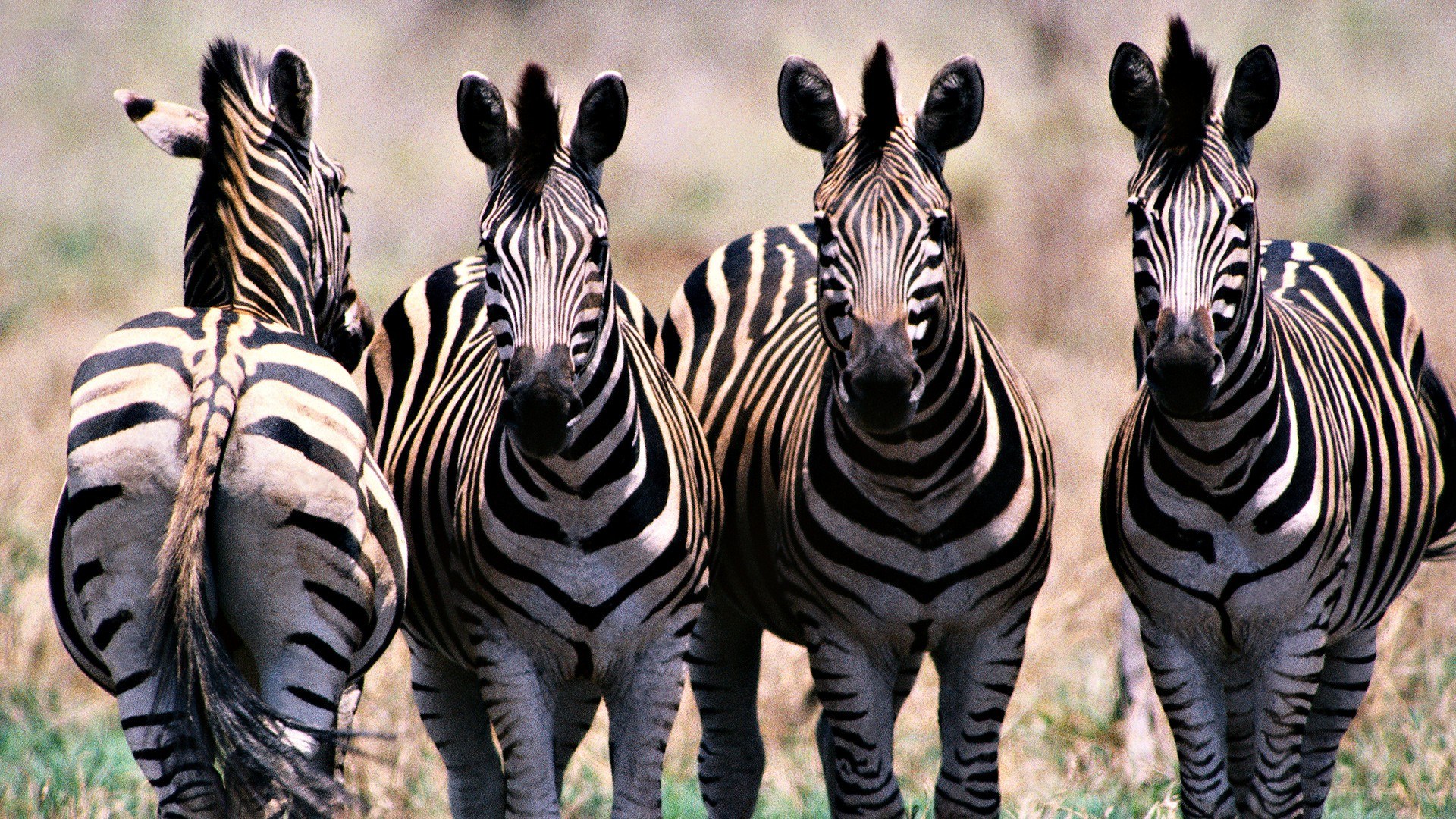 zebras in a grassy field