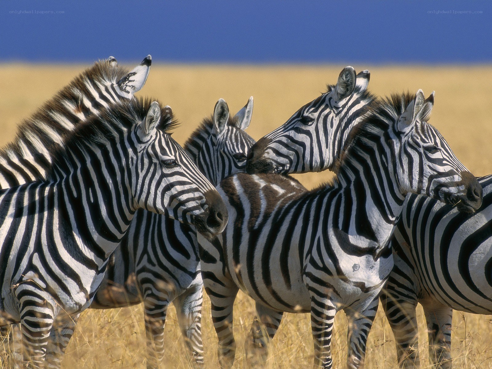 zebras in a grassy field