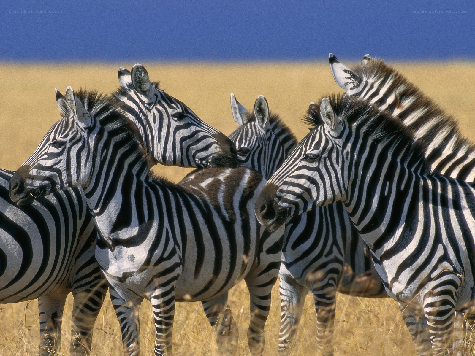 zebras in a grassy field
