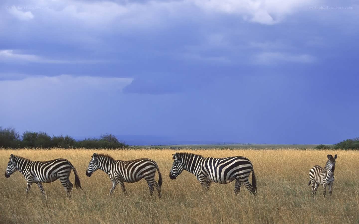 zebras in a grassy field