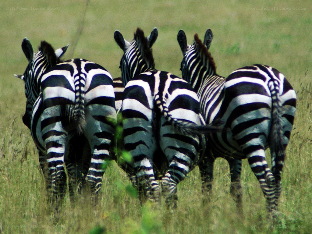 zebras in a grassy field