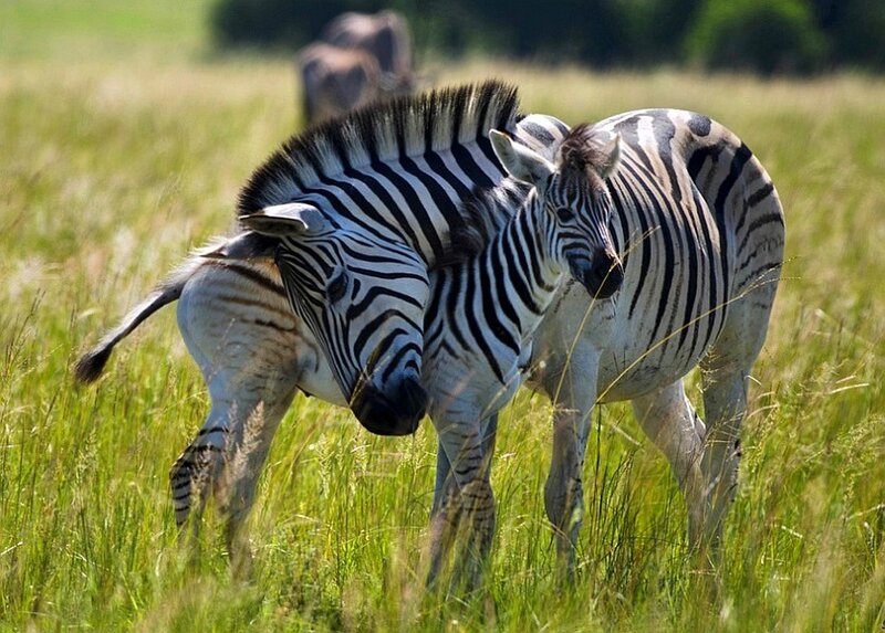 Zebras in a grassy field