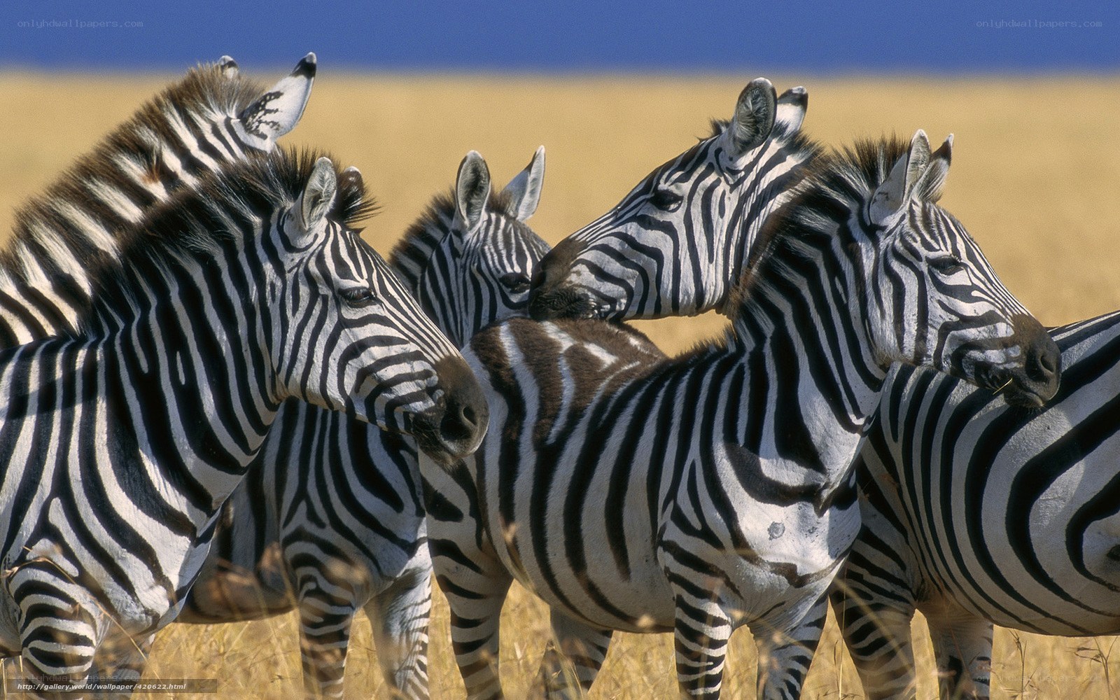 zebras in a grassy field