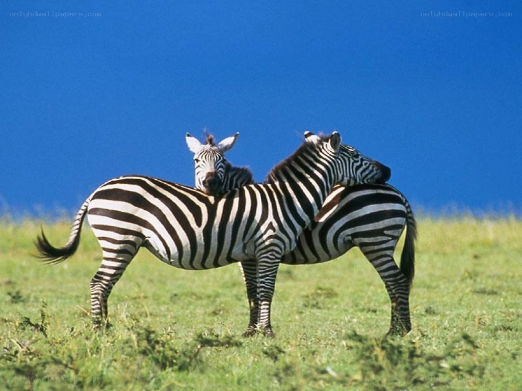 Zebras in a grassy field