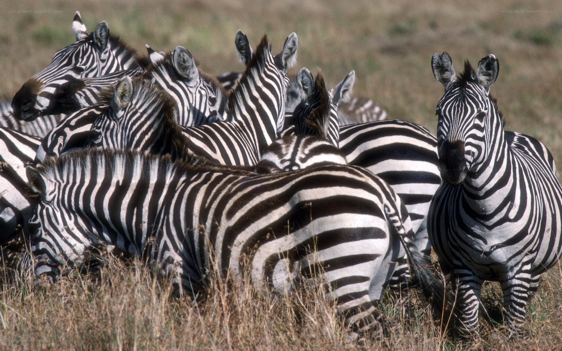 zebras in a grassy field