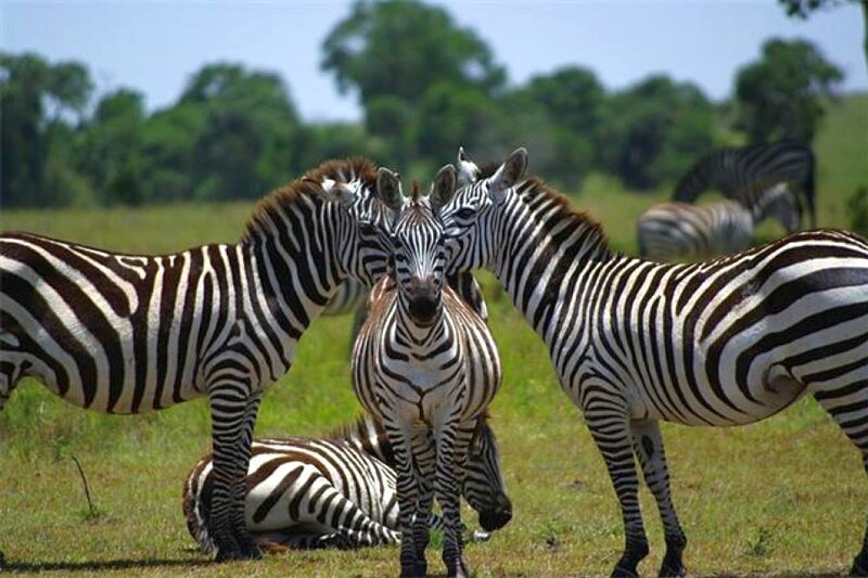 Zebras in a Grassy Field — Green, Calm