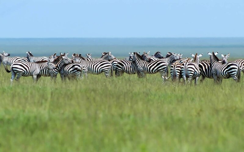Zebras in a Grassy Field — Green
