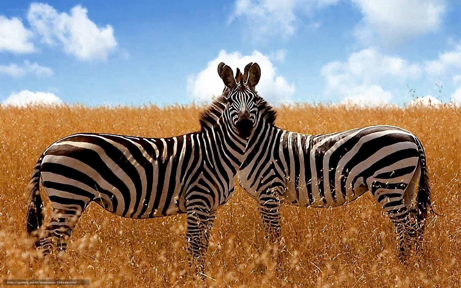 Zebras in a grassy field