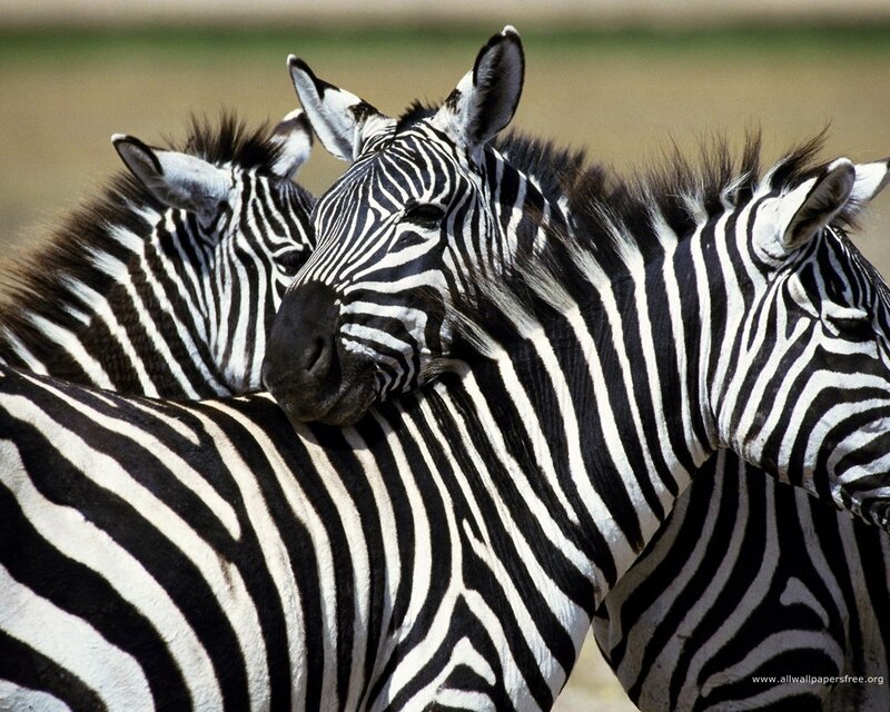 Zebras in a Group — Black, Calm