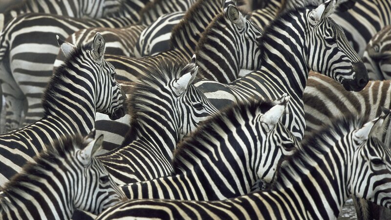 zebras in a herd