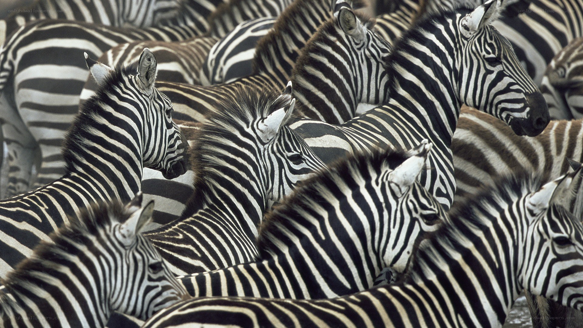 zebras in a herd