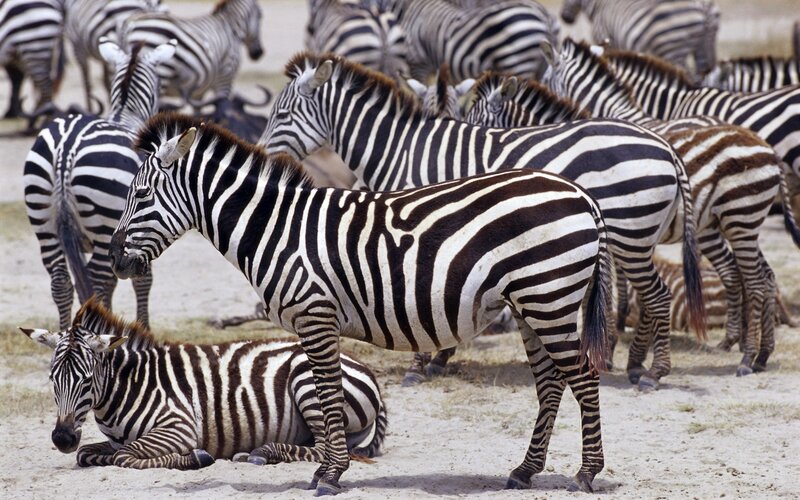 Zebras in a herd