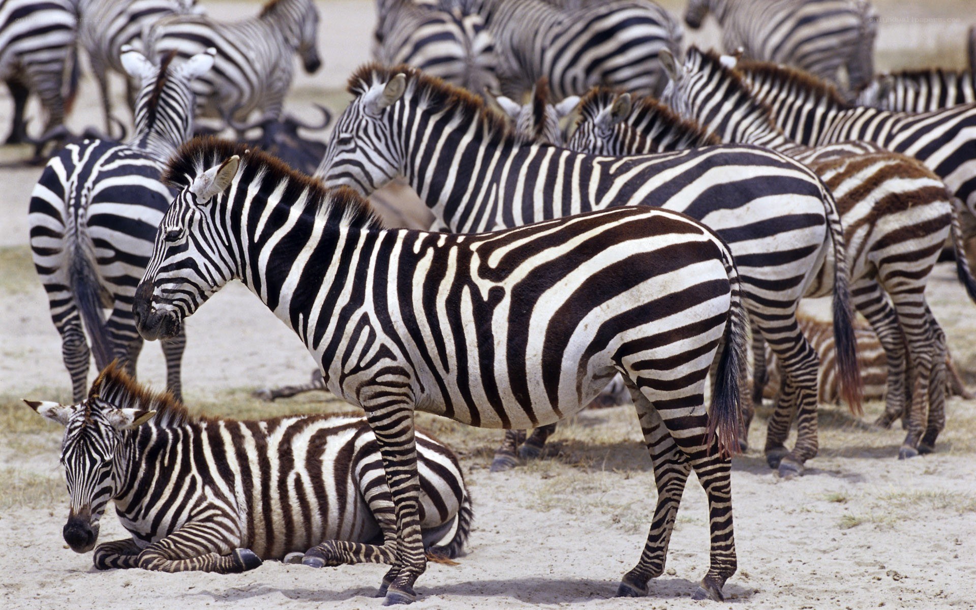 Zebras in a herd