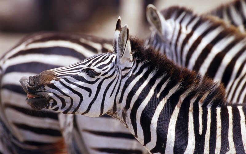 zebras in a herd