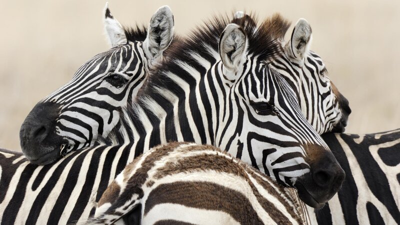 Zebras in a herd