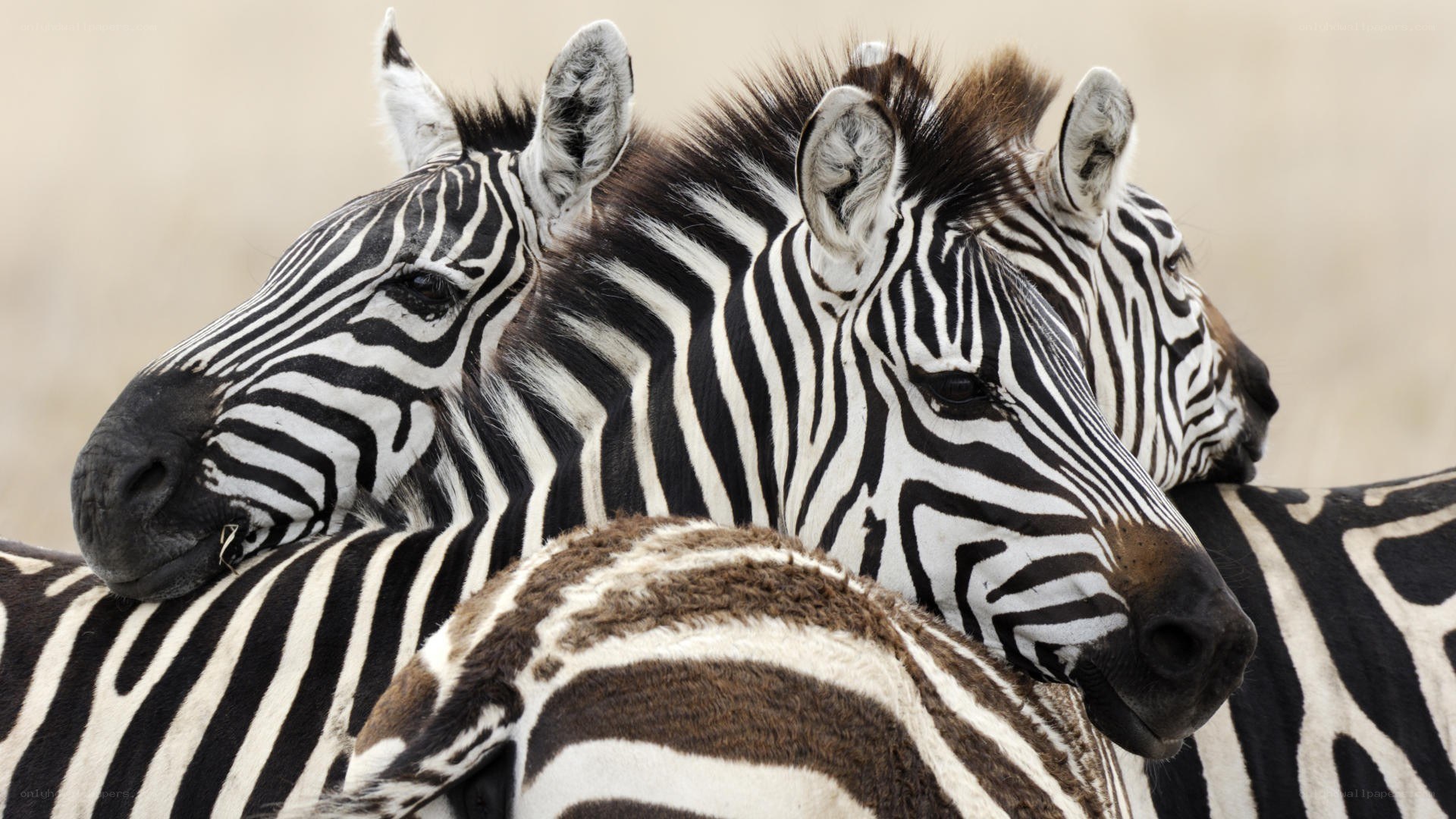 Zebras in a herd