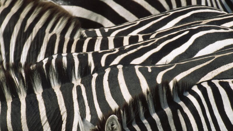 zebras in a herd