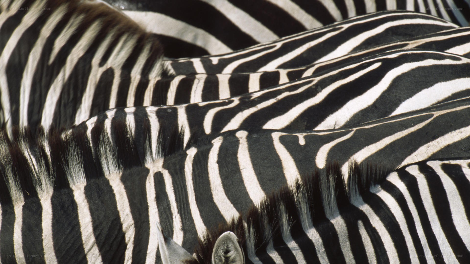 zebras in a herd