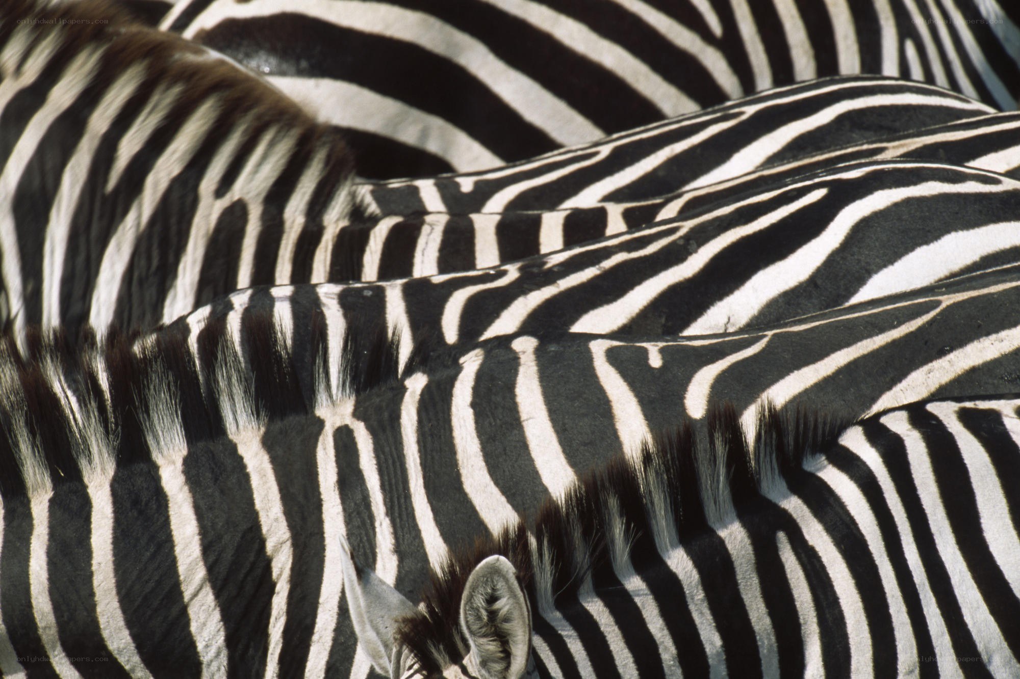 zebras in a herd