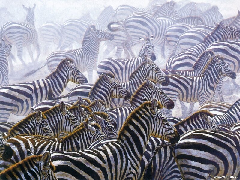 zebras in a herd