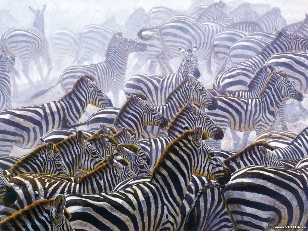 zebras in a herd