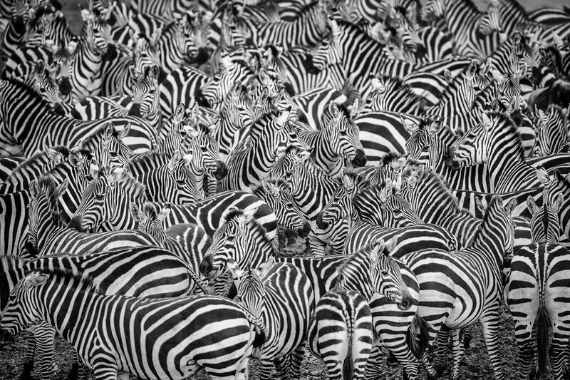 Zebras in a Herd — Black, Chaotic