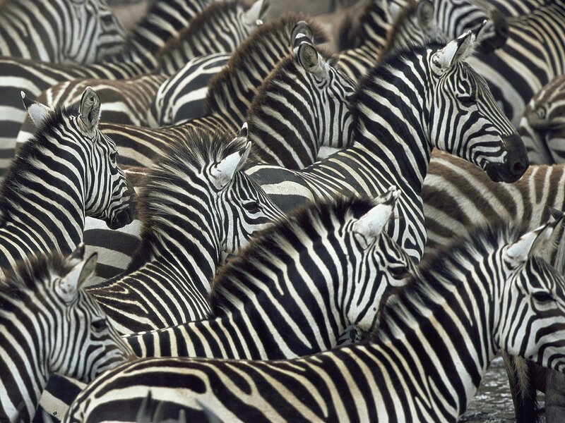 Zebras in a Herd — Black, Crowded
