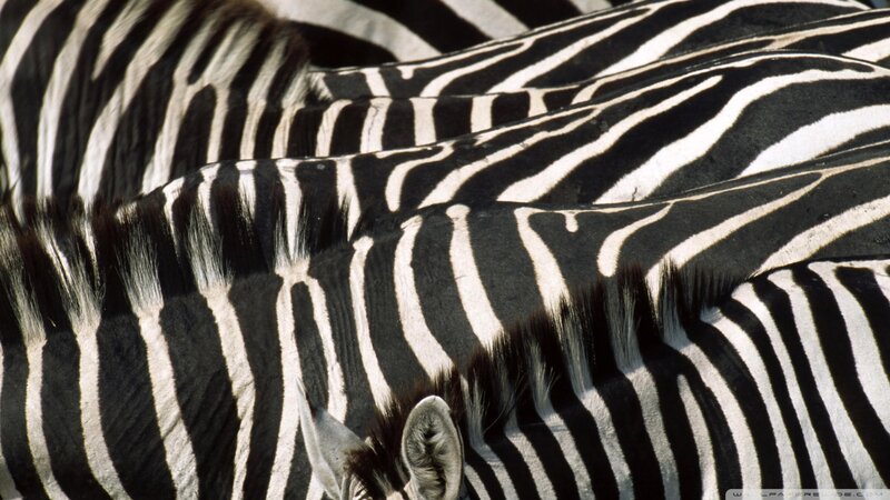 Zebras in a Herd — Black, Natural, Afternoon