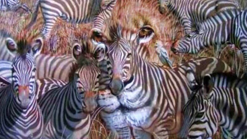 Zebras in a Herd — Black, Natural, Photograph