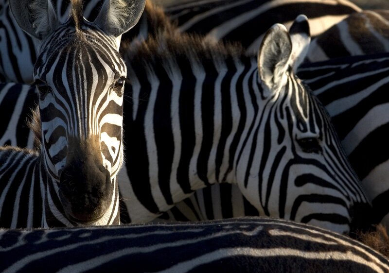 Zebras in a Herd — Black, Natural