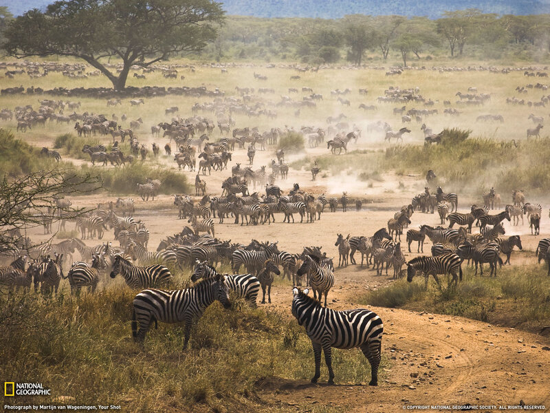 Zebras in a Herd — Brown