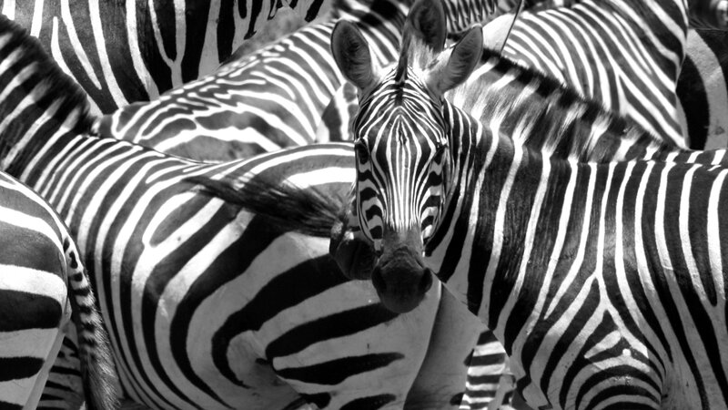 zebras in a herd