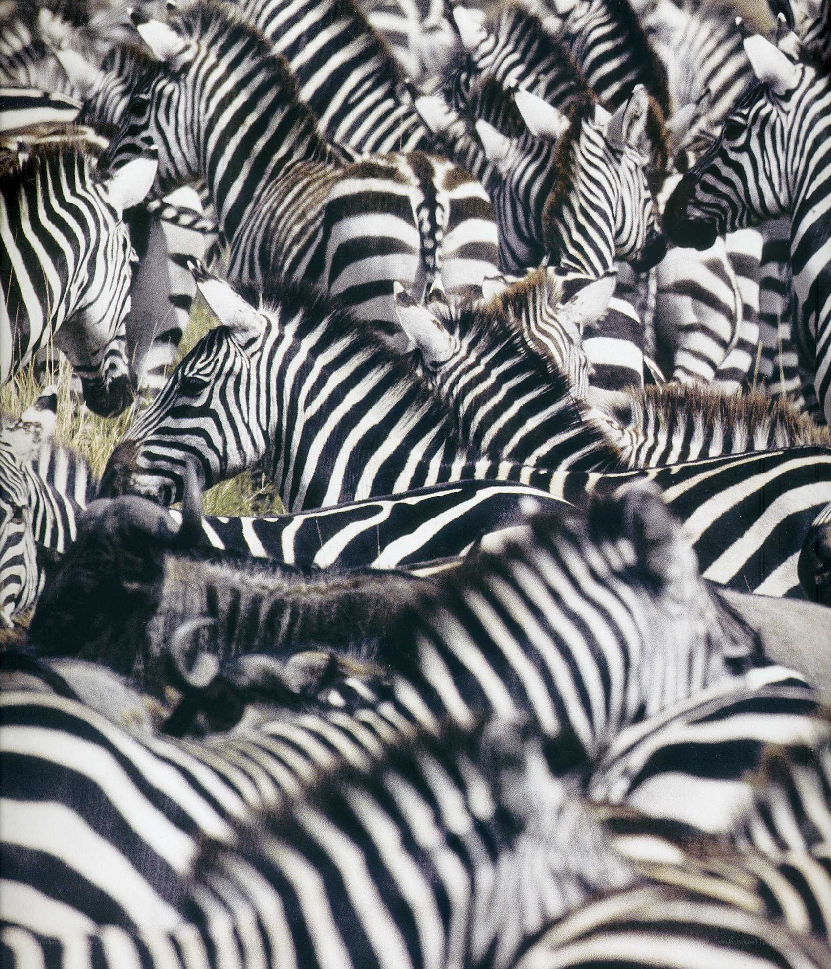 zebras in a large herd