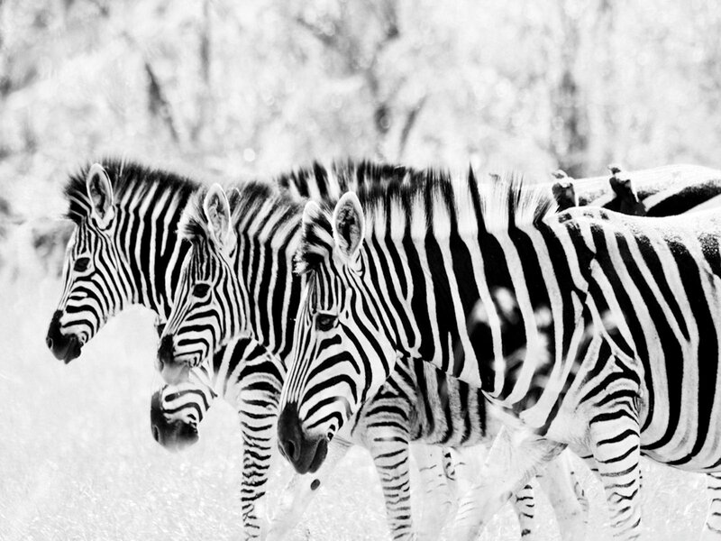Zebras in a Line