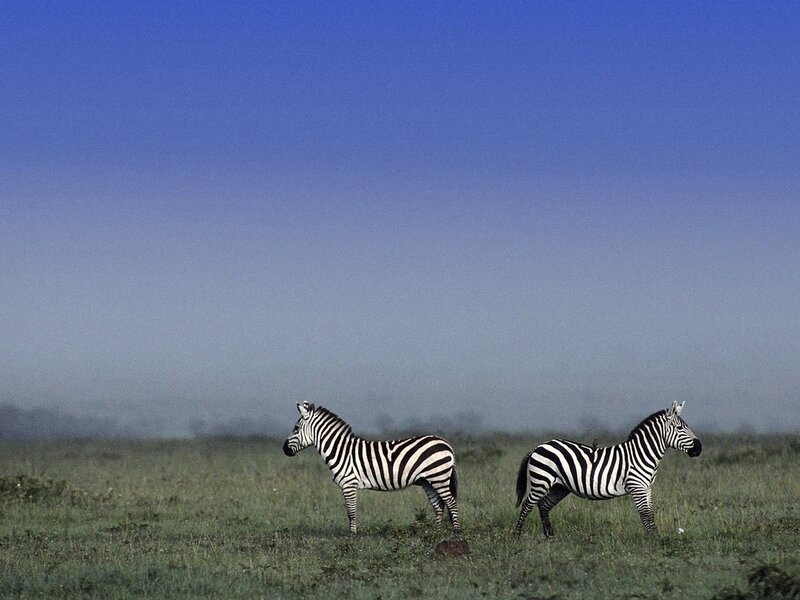 Zebras in a misty field
