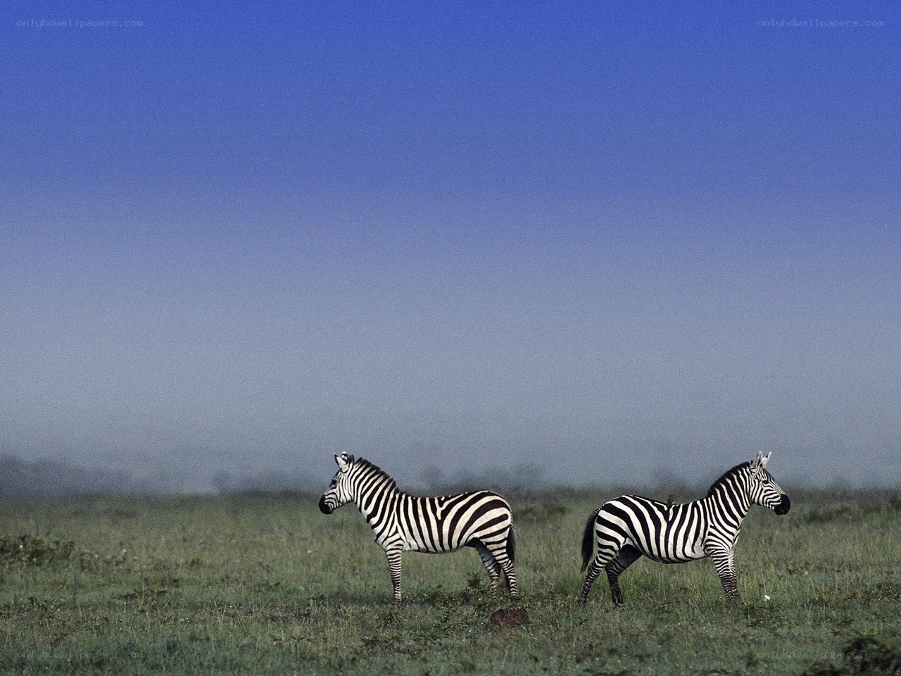 Zebras in a misty field