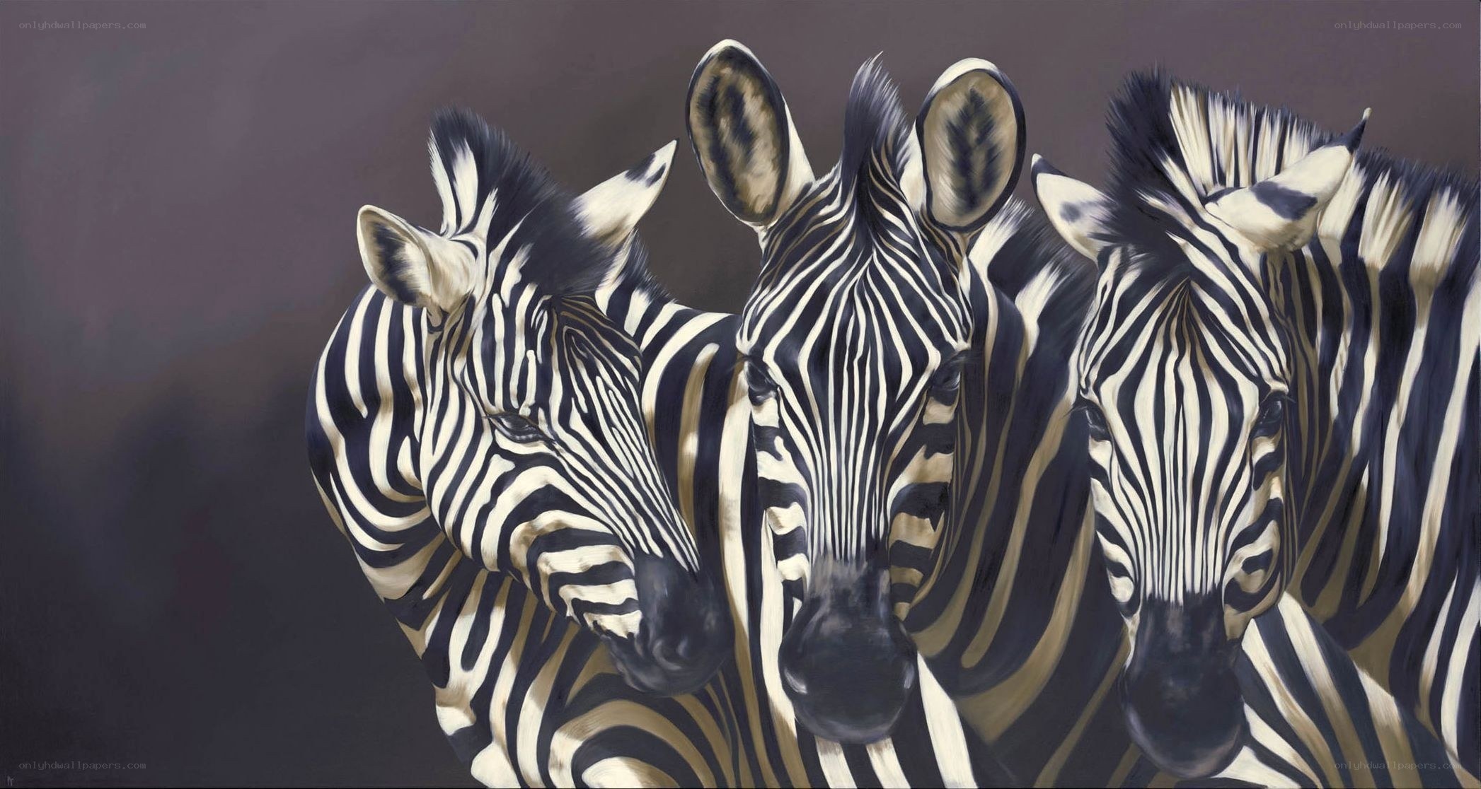 zebras in a row