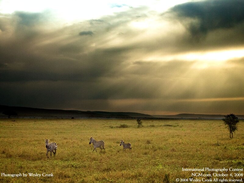 Zebras in a stormy savanna