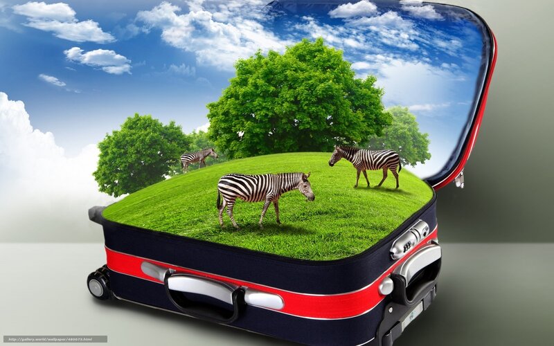 zebras in a suitcase