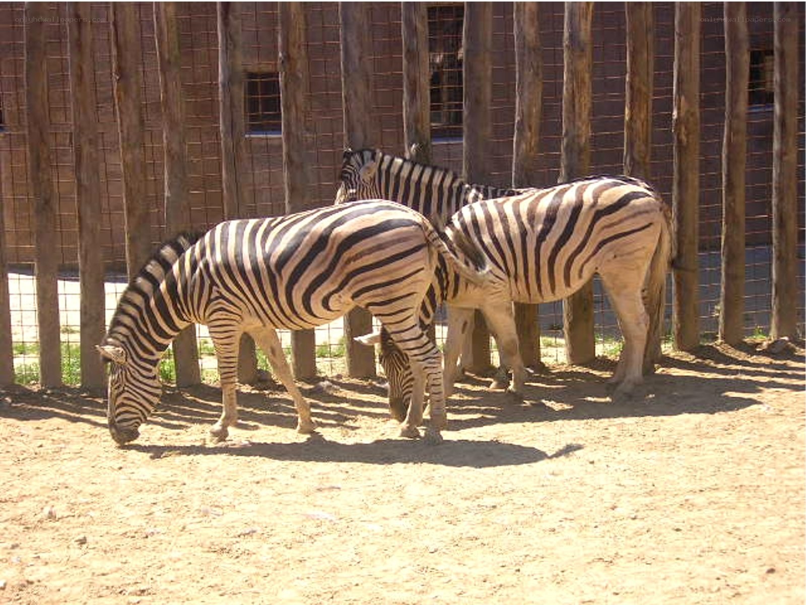 Zebras in a zoo enclosure