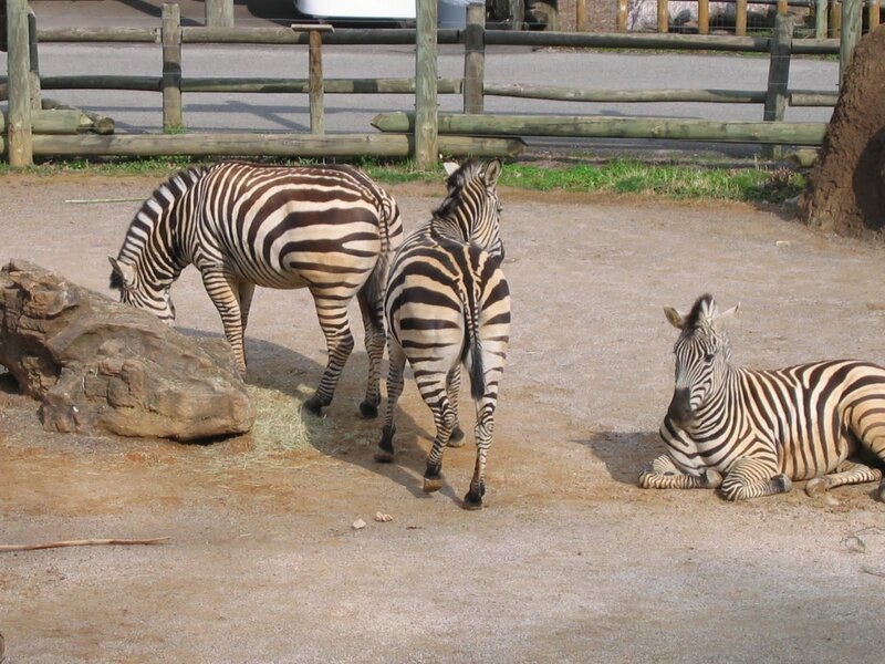 Zebras in an enclosure